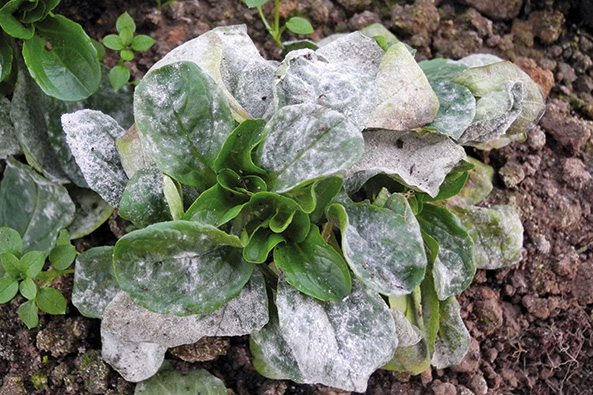Mehltau an Feldsalat