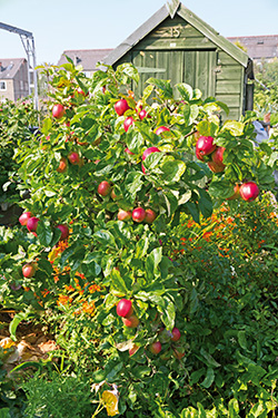 Kompaktwachsende Obstbäume