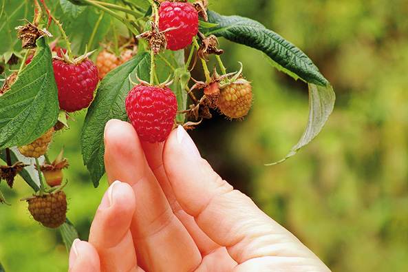 Herbst-Himbeeren