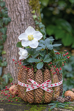 Christrose im Topf mit Zapfen und Hagebutten