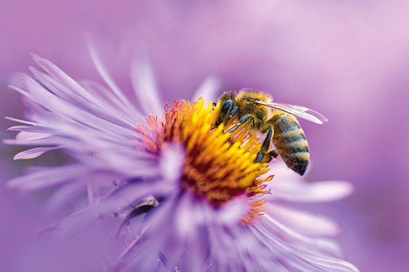 Wilde Honigbienen