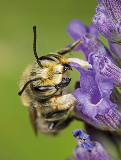 Wildbiene auf Lavendelblüte