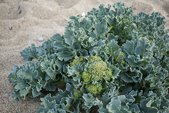 Gartenschatz: Meerkohl