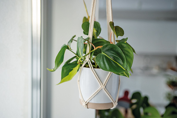 Herzblatt-Philodendron