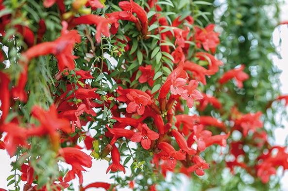 Schamblume