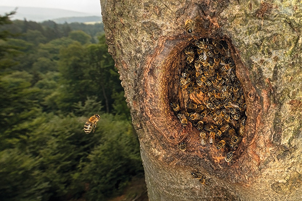 Wilde Honigbienen