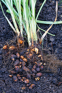 Gefahr aus dem Garten
