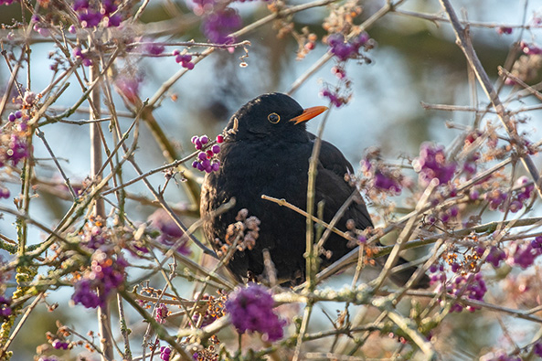 Jetzt zu sehen: Amsel