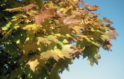 Ahornlaub in prächtiger Herbstfärbung