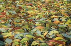 Laubschicht im Garten