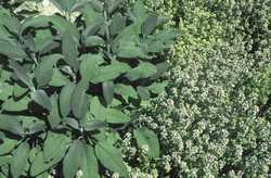 Thymian und Salbei