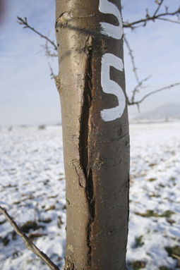 Frostriss am Stamm