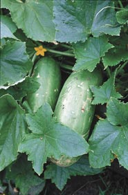 Gurken aus dem eigenen Garten