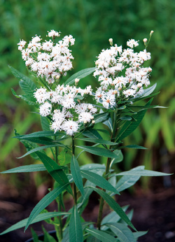 Vernonia ‘White Lightning’