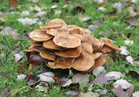 Pilze im Rasen