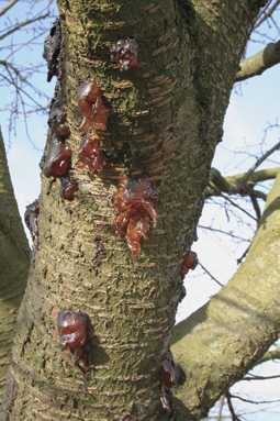 Gummifluss an Kirsche