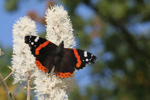 Schmetterling Admiral