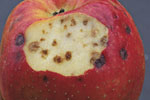 Stippe an einem Apfel