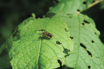 Schwebfliegen
