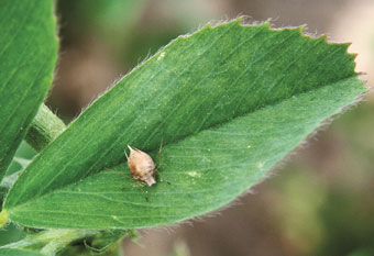 parasitierte Blattlaus