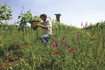 Bienen