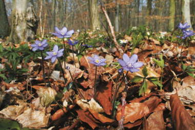Blume des Jahres 2013