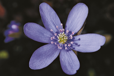 Blume des Jahres 2013