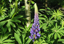 Lupine