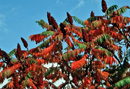 Essigbaum