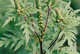 Ambrosie