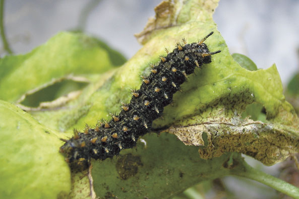 Schmetterling des Jahres 2013