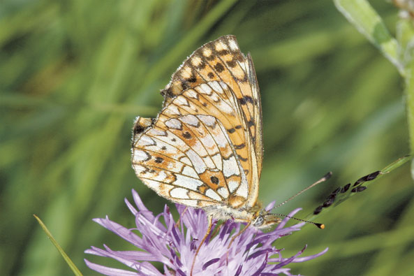 Schmetterling des Jahres 2013