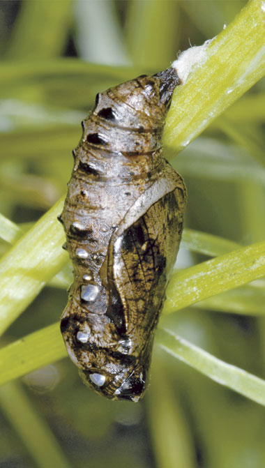 Schmetterling des Jahres 2013