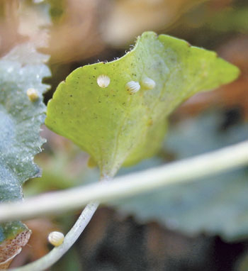 Schmetterling des Jahres 2013