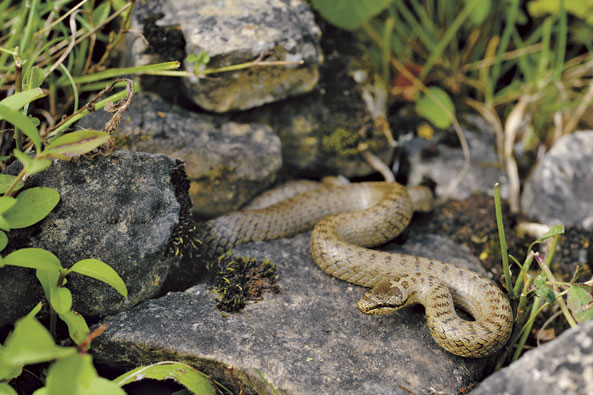 Reptil des Jahres 2013