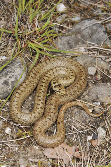 Reptil des Jahres 2013