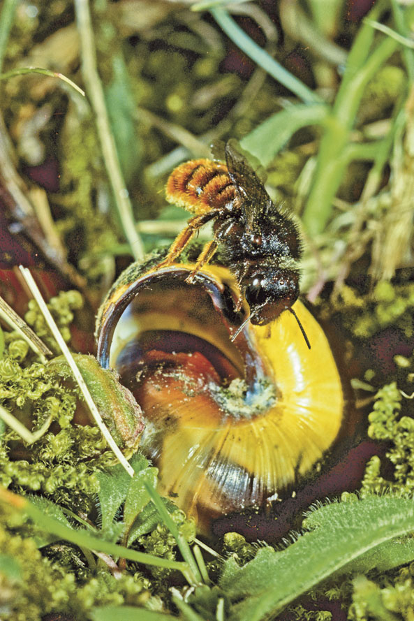 Wildbiene des Jahres 2013