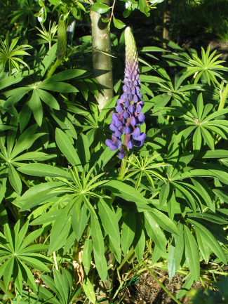 Vielblättrige Lupine