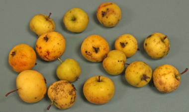 Baum des Jahres 2013