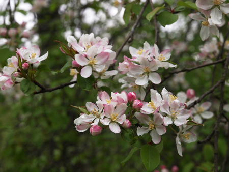 Baum des Jahres 2013