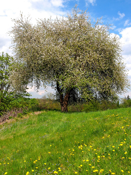 Baum des Jahres 2013