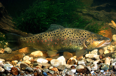 Fisch des Jahres 2013