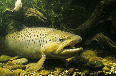 Fisch des Jahres 2013