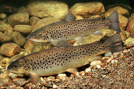 Fisch des Jahres 2013
