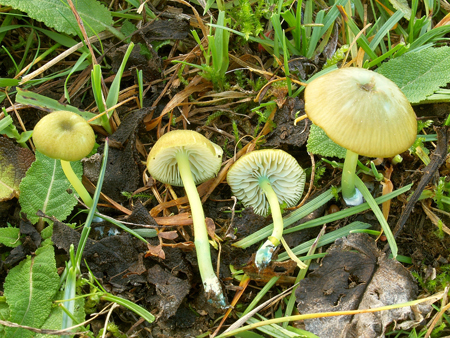 Pilz des Jahres 2013