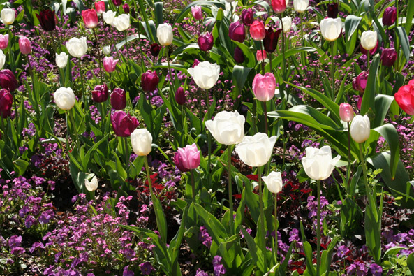 Weiße Tulpen