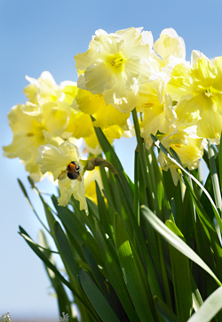 Narzissen im Frühling