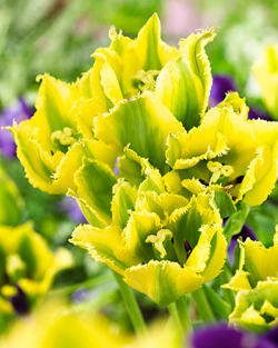 Tulpe ‘Green Jay’
