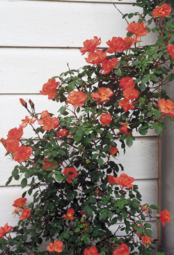 Mini-Kletterrose ‘Warm Welcome’ (Lubera)