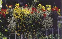 Balkon­blumen